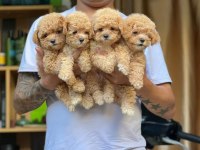 Pofuduk toy poodle bebeklerimiz