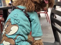 1 Yaşında toy poodle