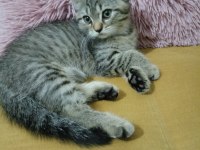 Oyuncu 2 aylık british shorthair kedimiz