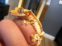 LİLY WHİTE CRESTED GECKO