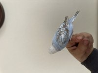 Yeni yeme düşen ve düşecek olan muhabbet kuşu yavrular