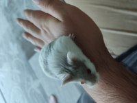 Çok Tatlı Yavru ve Yetişkin Gonzales Hamsterler