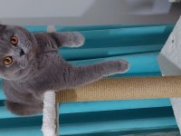 Scottish fold dişi kedime erkek British eş arıyorum