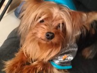 Tatlı uslu yorkshire terrier prenses