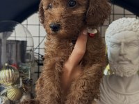 Red Brown Poodle Dişi Erkek Yavrular