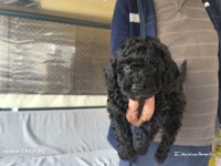 Bitter çikolatalı poodle