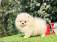 Boo Pomeranian Ultra Mini Yavrularımız