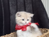 GOLDEN SAF KAN GERÇEK KEDİMİZ