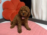 TOY POODLE YAVRULARI ERKEK