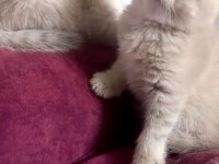 British Shorthair Dişi Yavrular