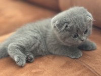 Oyun Meraklısı scottish fold Minnoşlar