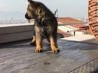 Alman kurdu yavrularımız