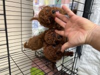 A plus toy poodle yavrular ilk aşısı ve iç parazit