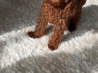 3.5 Aylık Dişi Harika Renk Toy Poodle Safkan Eğitimli