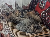 Tekir kedimiz sahibini bekliyor