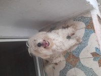 Kar beyaz maltese terrier kızımız