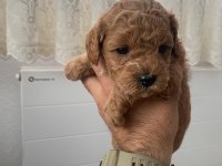 Baba 0 numara anne 01 numara toy poodle