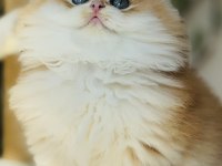 Safkan golden Ny 12 muhteşem tip british longhair