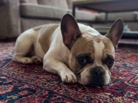 Fransız Bulldog Kızım 5 Yaşında