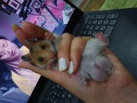 Suriye hamster yavrusu