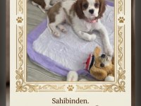 9 haftalık cavalier king charles yavruları erkek dişi
