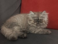 2.5 Aylık İran persian erkek oyuncu yavrumuz