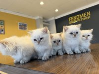 ORJİNAL IRK YAVRU KEDİLER MAGAZAMIZDA CANLI GÖRÜN ANK