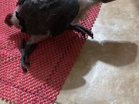 Jako bebek papağanımız