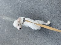 Maltese terrier golden kırması 1 yaşında