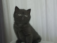 Uyguna kakao bebek british shorthair