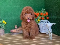 Toy Poodle Bebekleri Referans Yavru