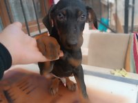 KİNG DOBERMAN YAVRULAR