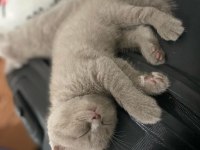Minik british shorthair yavrularımıza yuva arıyoruz