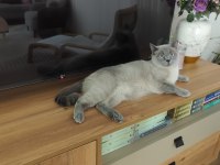 British shorthair blue point 2 yaşında