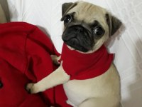 Safkan orjinal siyah pug yavruları