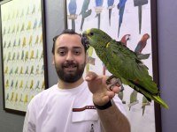 Bebek Yasal Belgeli el besleme amazon papağanı yavrumuz