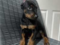Aşılı veya aşısız estetikli doberman köpekler