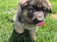 K9 Çiftliğinden Alman Kurdu Yavruları 