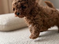 Ruhsatlı Köpek Çiftliğinden Toypoodle Yavrularımız