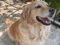 Ücretsiz Golden Retriever Yuva Arıyoruz