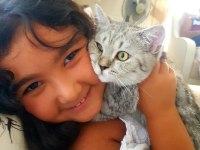 Karamelimize yuva arıyoruz british shorthair