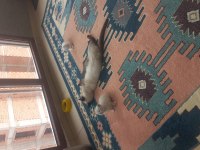 British shorthair 1 aylık