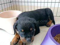 Rottweiler Yavrularımız