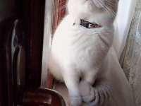 11 aylık british shorthair