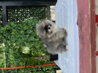 Teacup Dişi Pomeranian yavru