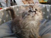Yavru british longhair