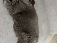 Son Derece Uysal Eğitimli Ve Herşeyi Tam Luna