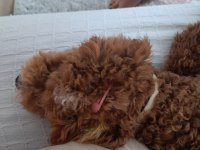 Toy poodle maltipoo yavrusu