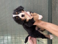 Bernese cinsi yavrularımız