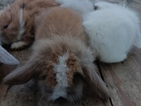 Safkan Hollanda lop tavşan yavruları